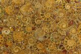 Composite Plate Of Agatized Ammonite Fossils #130579-1